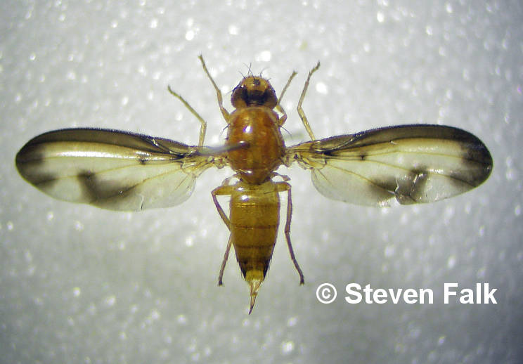 ‘Extinct’ flutter-wing fly last seen 100 years ago found in Angus, Scotland