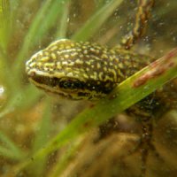 Palmate newt male CC Sq
