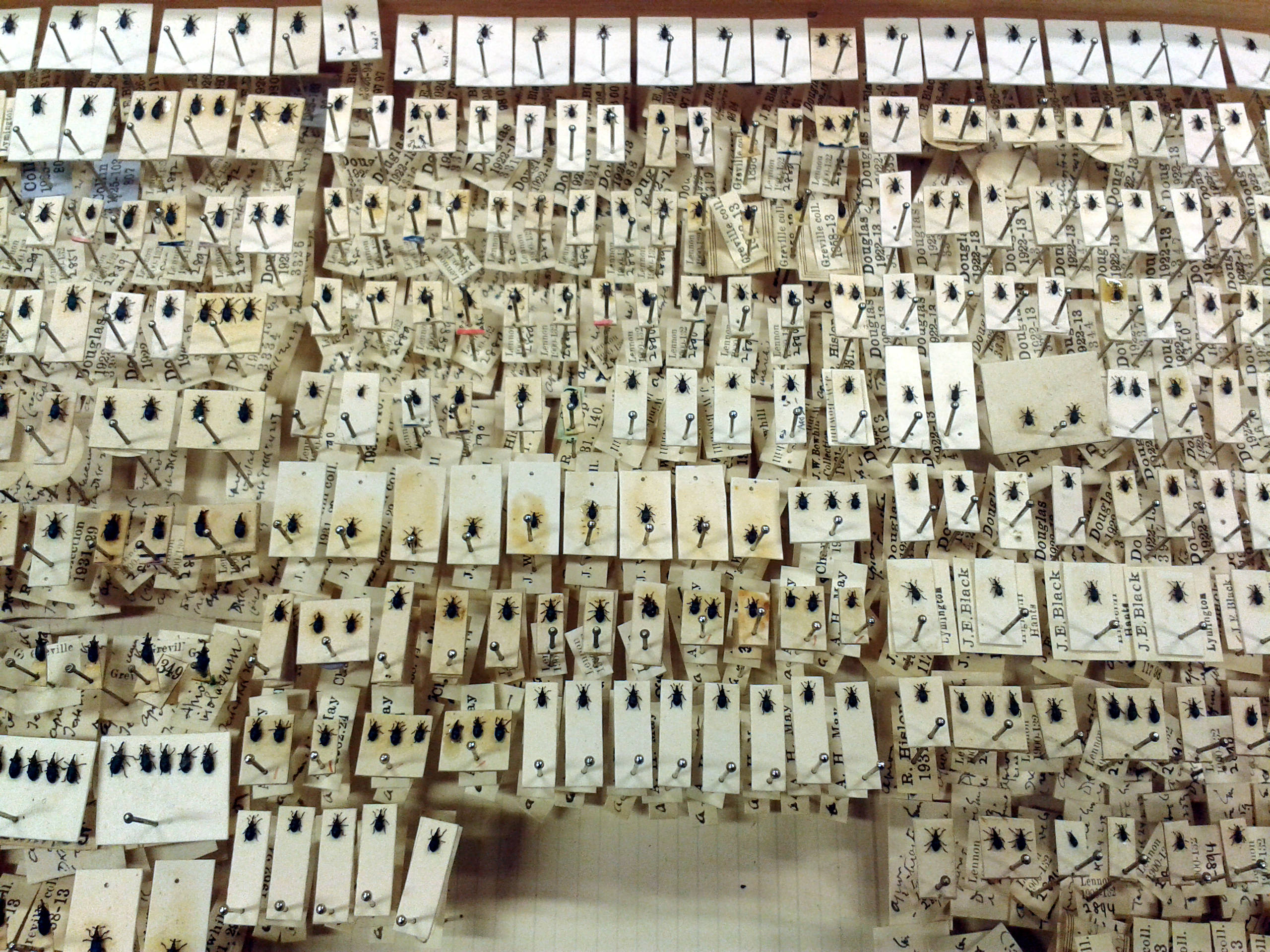Museum Collections are Critical for Identifying Invertebrates