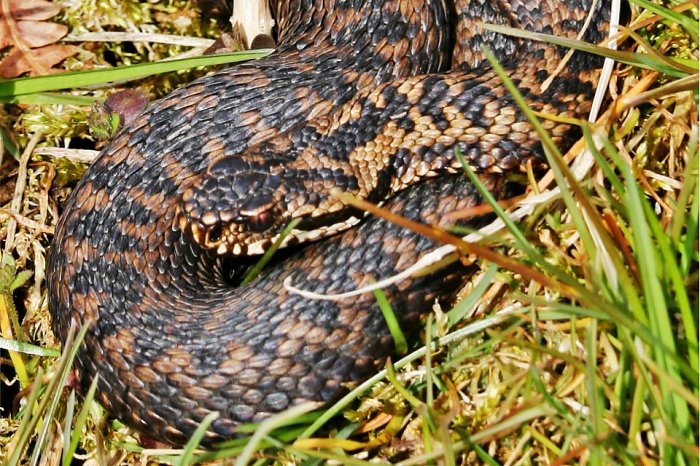 Adder laying low in grass