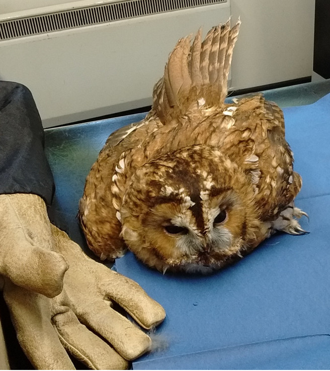 Tawny Owl Rescue!