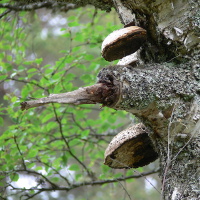 Branch and fungi