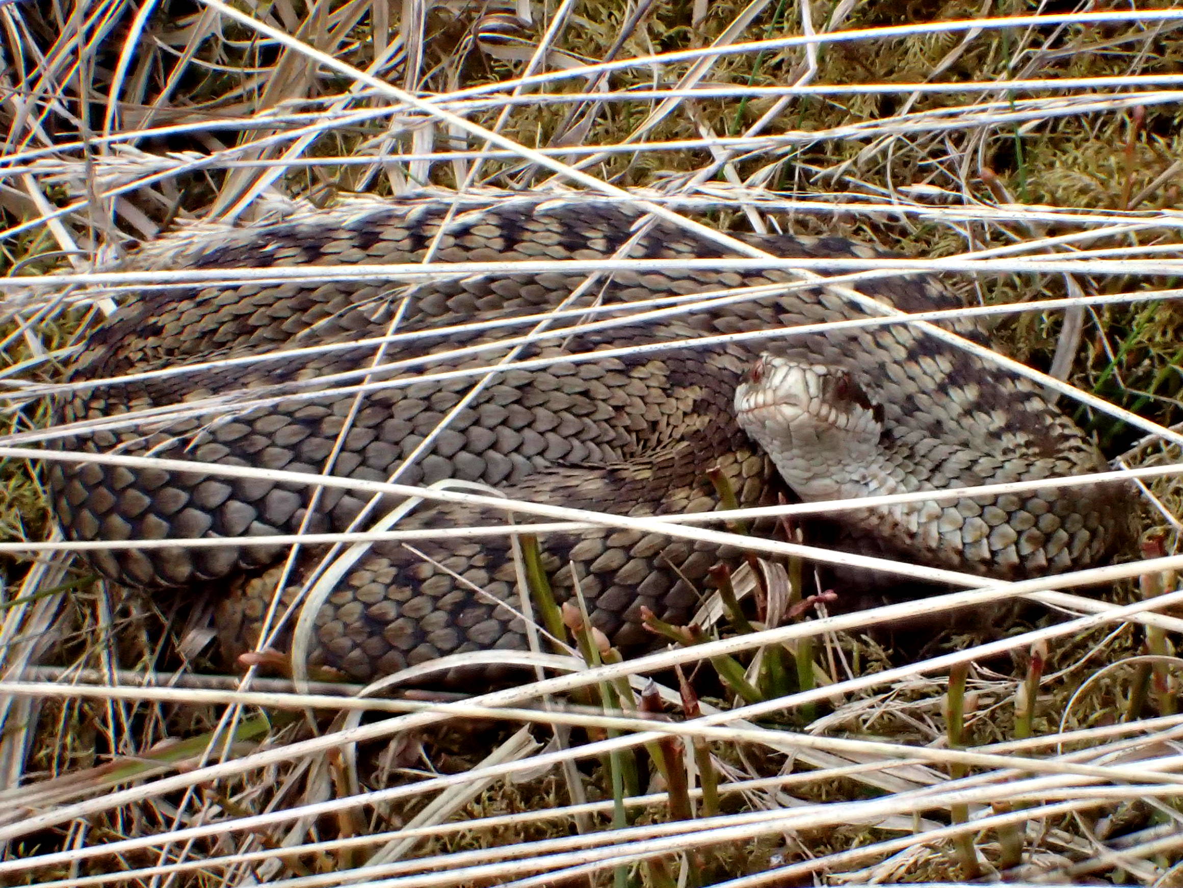 Reptile Survey and Mitigation Guidance for Peatland Habitats Published!